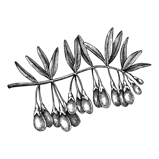 枸杞适应性植物植物学概述图片下载