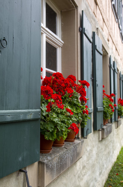 一排带百叶窗的旧窗户和种着天竺葵的花箱图片下载