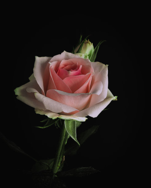 粉红玫瑰特写在黑暗的背景图片下载