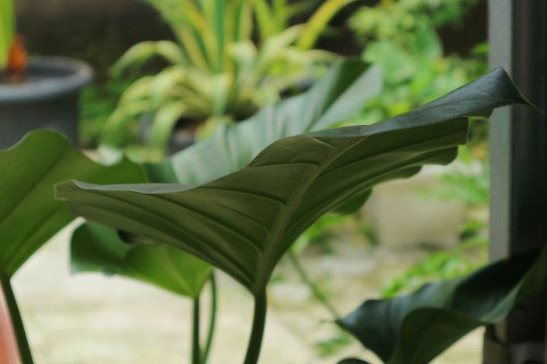在模糊的背景上的monstera叶子的近距离自然视图。图片下载