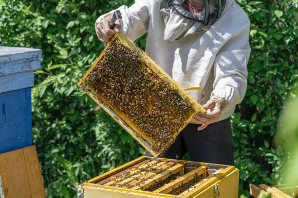 养蜂人在养蜂场工作。养蜂的概念。养蜂人用蜂蜜架工作。图片下载