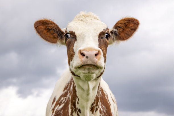 傻牛的肖像是一个滑稽可笑的红色，粉红色的鼻子和假人的表情，天空的背景图片下载