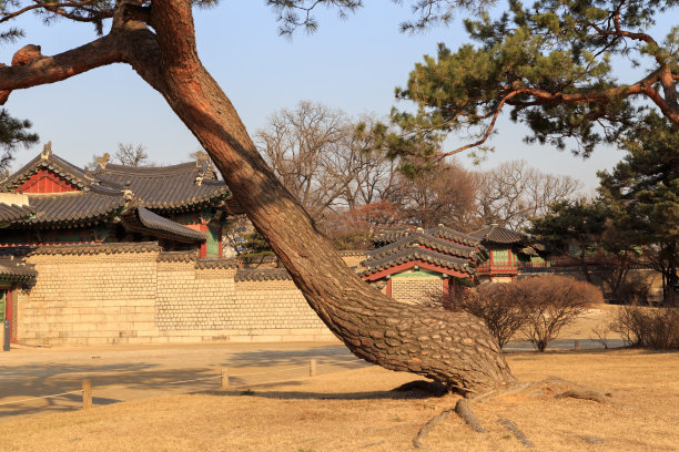 韩国首尔古寺古建筑和松树图片下载