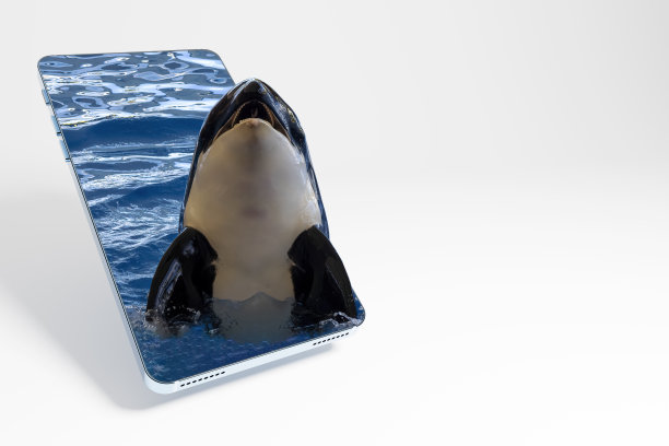 一只虎鲸从手机屏幕上探出头来。手机屏幕上的逆戟鲸。三维渲染图片下载