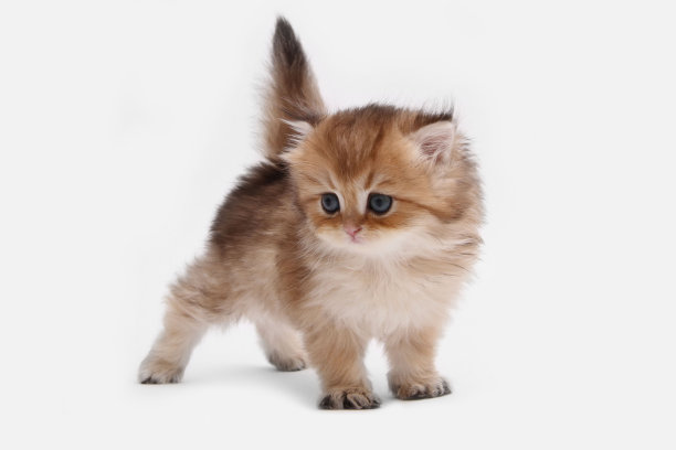 英国长毛小猫，白色背景，绿叶。金色的钦奇利亚汉兰达。可爱的毛茸茸的小猫。宠物在舒适的家里。俯视图网页横幅。有趣可爱的宠物猫。明信片的概念图片下载