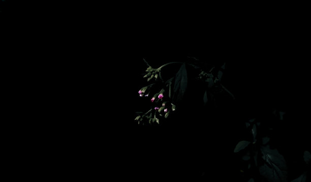 praxelis clematidea的近照。属菊科的一种农用杂草。图片下载