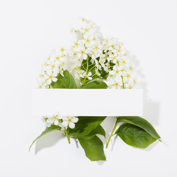 春天白色空白条纹文本模型与花束的白色鸟樱花在白色背景，方形。花卉背景广告，品牌标识，贺卡在现代风格。图片下载