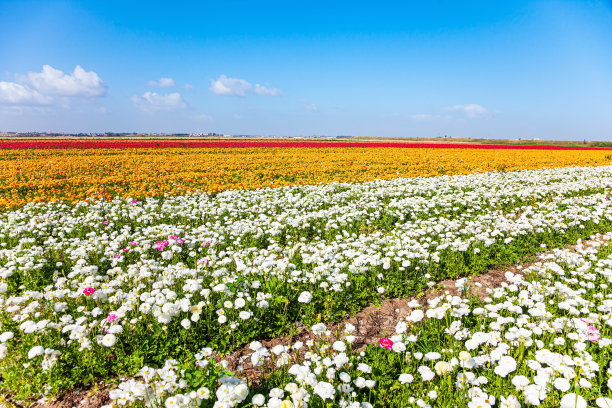 风景如画的广阔田野图片下载