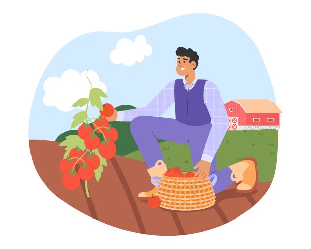 秋天的收获。平面矢量插图，一个穿着制服的男性角色在采摘西红柿。农业工作观念。图片下载