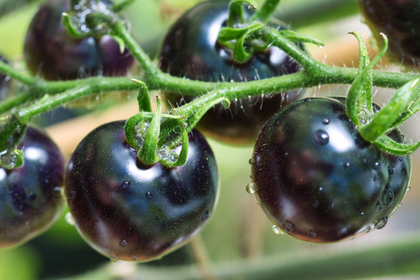 靛蓝玫瑰传家宝品种黑色番茄质地近网旗图片下载