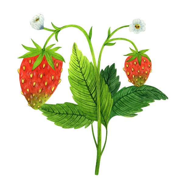 草莓灌木水彩插图。夏季植物绿叶，盛开的花朵，多汁的浆果。手绘花园，野生浆果孤立在白色背景。自然剪贴画的卡片，海报，版画图片下载