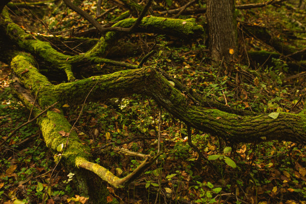 树皮上有苔藓的死树。秋天的峡谷。环境。生态。木头。煤的形成。树干。图片下载