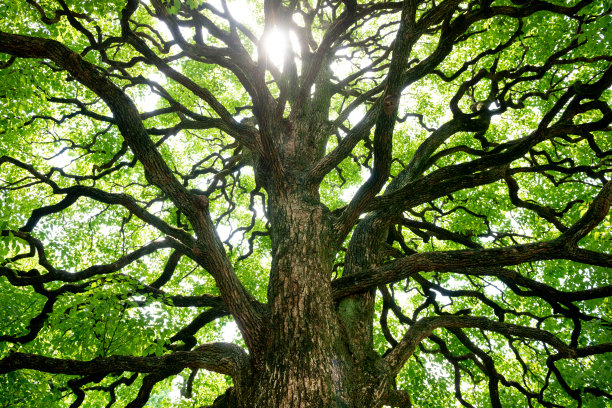 大樟树图片下载