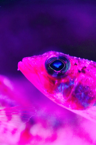 小山羊鱼“日本aulopus(姬路，姬路，赤相)”，黑粉色水族馆灯光下特写微距照片。图片下载