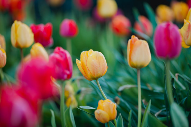 春天的郁金香花图片下载