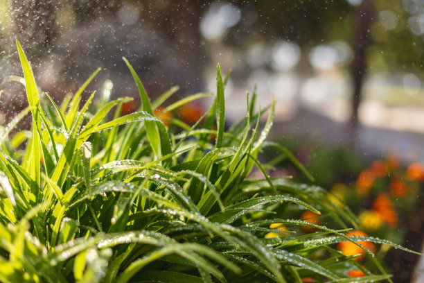 城市丹佛春天植物-春天在美国西部天气和季节照片系列图片下载