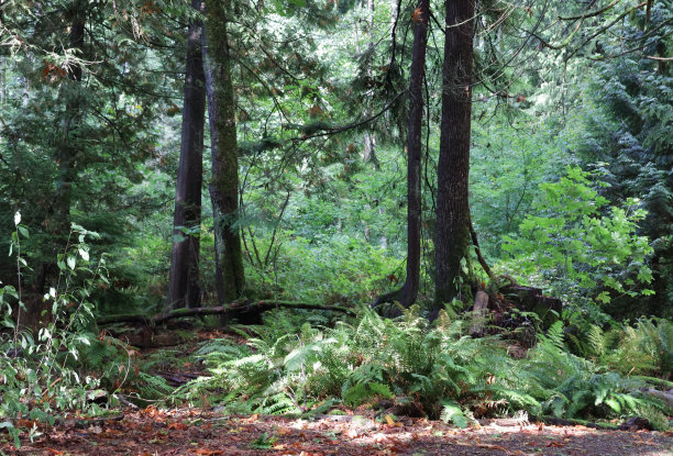 夏天的加拿大西海岸森林图片下载