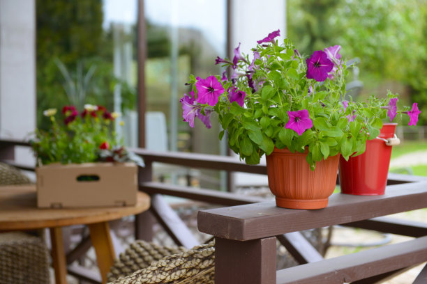 门廊上的花苗图片下载