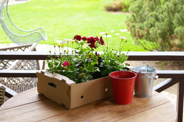 门廊上的花苗图片下载