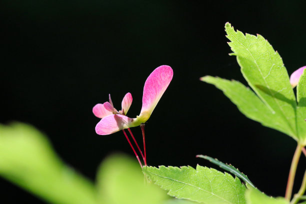 螺旋桨式年轻粉红色的枫树种子在树枝上。近距离微距照片拍摄下的太阳。图片下载