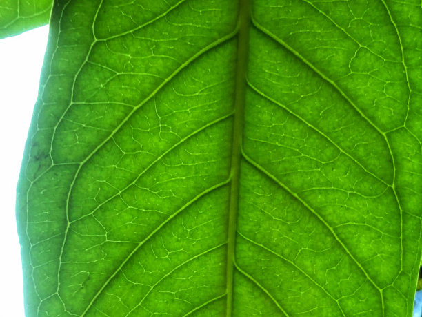 美丽和有吸引力的照片的绿色番石榴叶图片下载