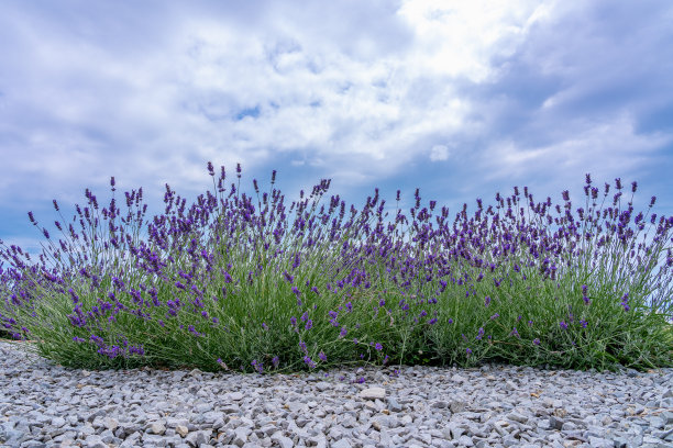 日益增长的薰衣草。在白色的小石头中间有一排淡紫色的灌木图片下载