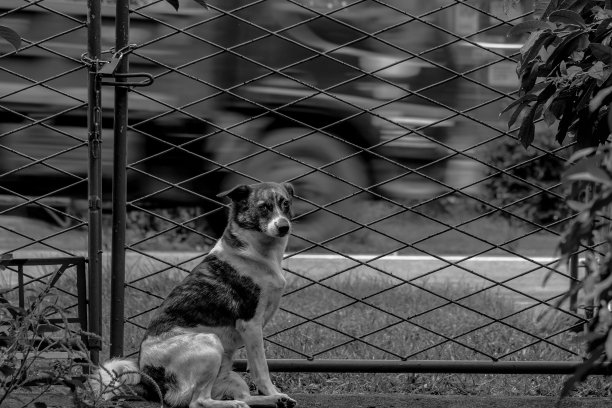 斯里兰卡街道上的狗图片下载