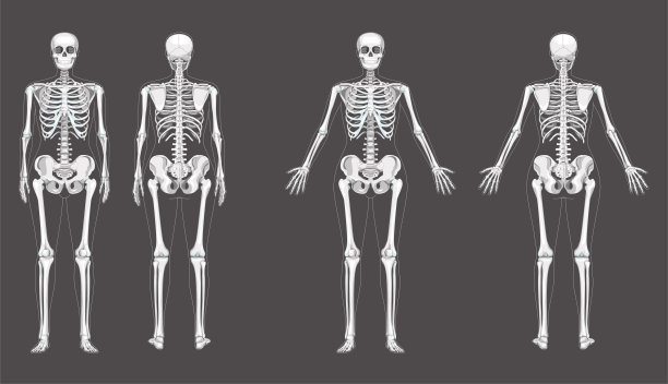 女性骨骼人体骨骼的女性概念与不同的手的位置。女士前后视图。3D现实解剖正确的平面女孩矢量插图解剖孤立在白色图片下载