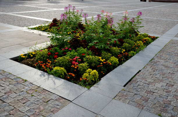 通常被称为蜘蛛花、蜘蛛花、粉皇后或爷爷的胡须，是一种开花植物在Cleome属图片下载