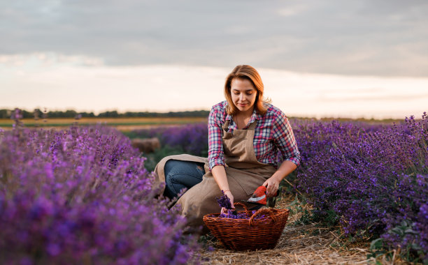穿着制服的专业女工在薰衣草地里用剪刀修剪一簇簇的薰衣草。收获薰衣草概念图片下载
