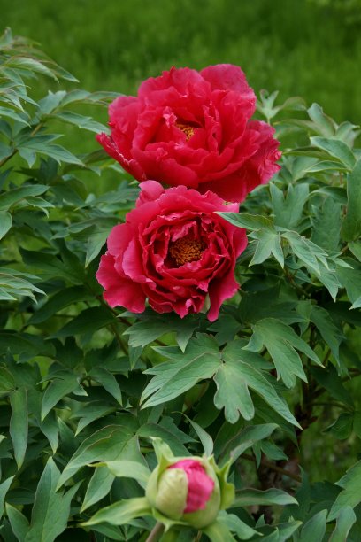 盛开的牡丹图片下载