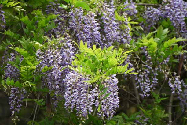 盛开的野生紫藤图片下载