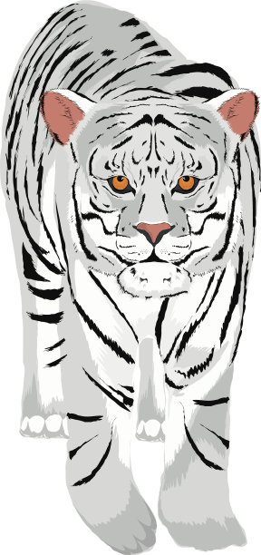 白虎的动物图片下载