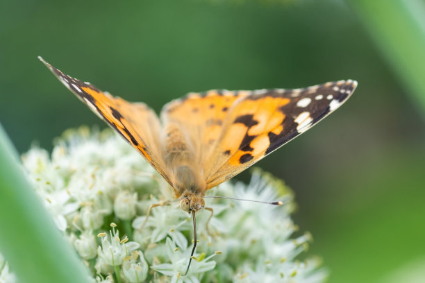 蝴蝶在绿色的大自然中绽放花朵。图片下载