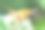 蝴蝶在绿色的大自然中绽放花朵。图片下载