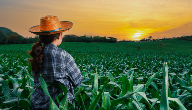 一个亚洲年轻的女农民站在晚上看绿色的玉米田，农业和耕作的概念图片下载