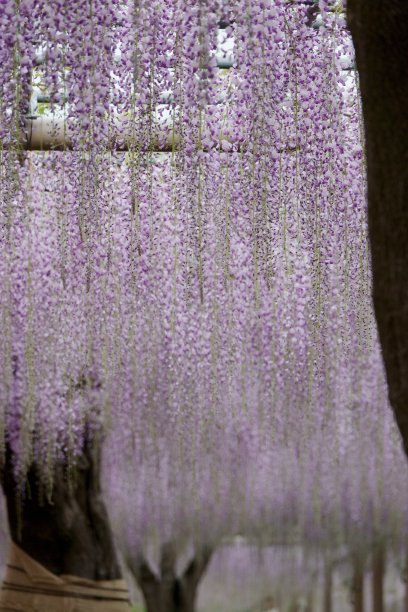 公园里紫藤盛开图片下载