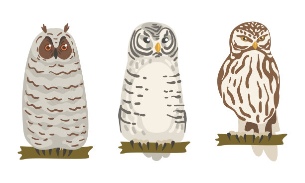 作为夜行性食肉鸟类的猫头鹰物种，具有鹰一样的喙和向前的眼睛栖息在树枝向量集图片下载