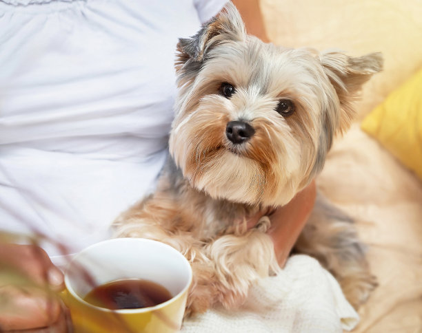 一位老妇人的手抱着她的约克郡犬，手里拿着一杯茶。图片下载