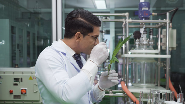 一名在大麻或大麻农场实验室工作的科学家，在技术实验室、医学、化学、保健、研究概念中分析和开发产品。实验科学。人。图片下载