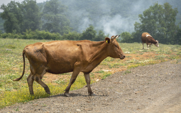 奶牛在一个清新的草地上晴朗的一天库存照片图片下载
