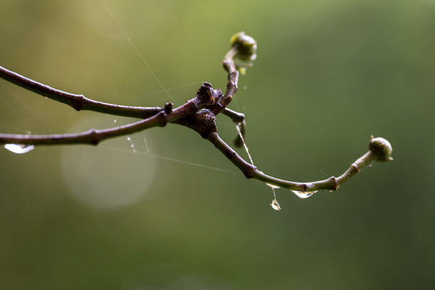 树枝上的雨滴素材图片