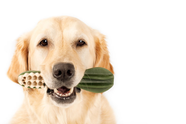 金毛猎犬配狗牙刷，白色背景的宠物牙齿护理产品图片下载