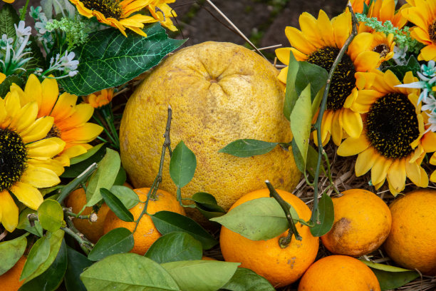 美味的橘子和黄花图片下载