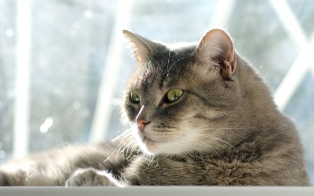 一只长着绿色眼睛的灰色大猫在晒太阳图片下载