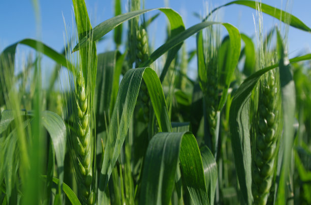 麦田与黑麦特写图片下载
