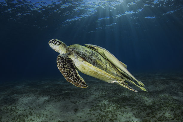红海深处背上有黄色䲟鱼的大型绿海龟图片下载