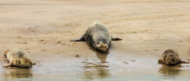 一个迷人的海狮殖民地在Berck-sur-Mer/France在英吉利海峡图片下载