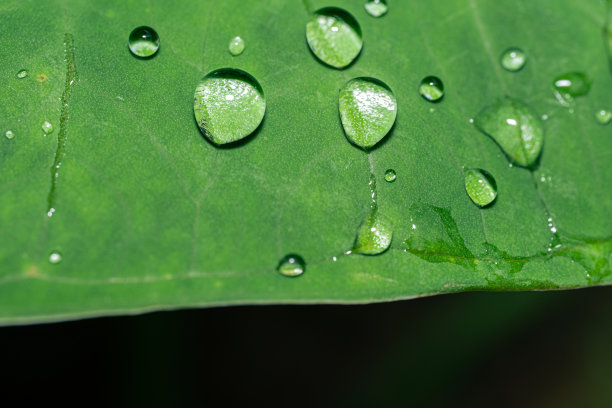 芋头叶子上水滴的微距照片图片下载