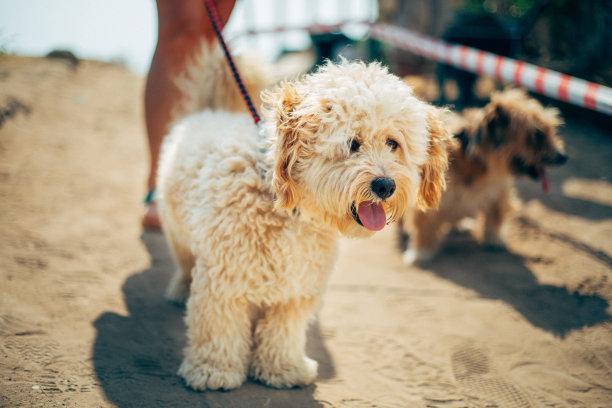 马耳他狗图片下载
